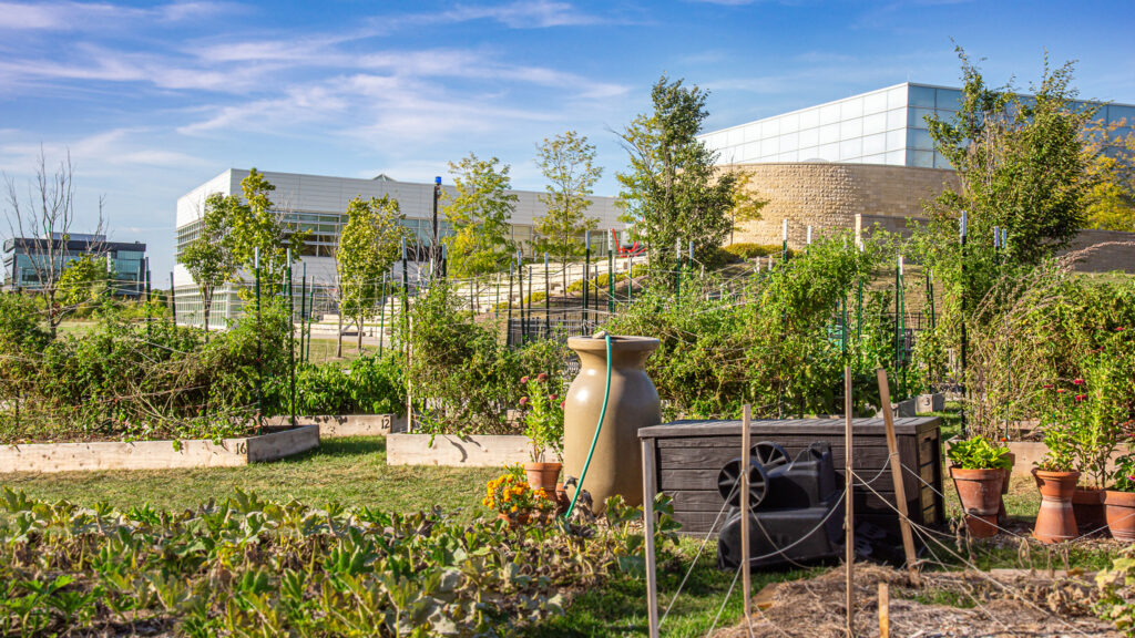 Community garden with various plants growing under blue sky.